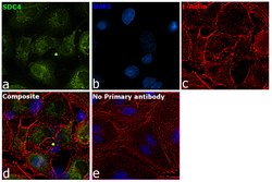 Invitrogen Syndecan 4 Polyclonal Antibody 100 &mu;L; Unconjugated:Antibodies,