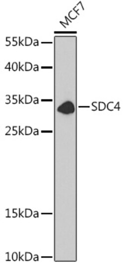 Invitrogen Syndecan 4 Polyclonal Antibody 100 &mu;L; Unconjugated:Antibodies,