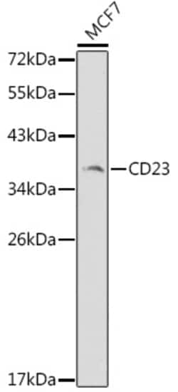 Invitrogen CD23 Polyclonal Antibody 100 &mu;L | Buy Online | Invitrogen&trade; | Fisher Scientific