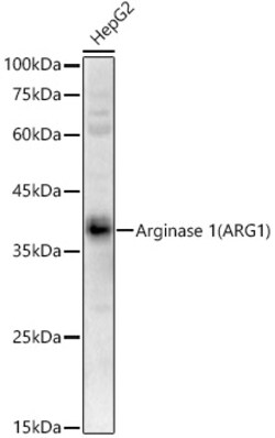 Invitrogen Arginase 1 Polyclonal Antibody 100 &mu;L; Unconjugated:Antibodies,