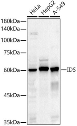 Invitrogen Iduronate 2 Sulfatase Polyclonal Antibody 100 &mu;L; Unconjugated:Antibodies,