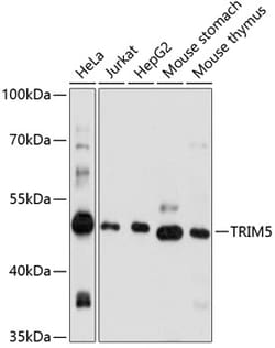 Invitrogen TRIM5 alpha/beta/gamma/delta/epsilon/iota Polyclonal Antibody
