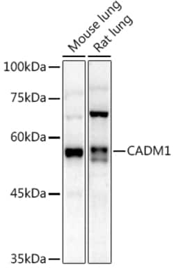 Invitrogen CADM1 Polyclonal Antibody 100 &mu;L; Unconjugated:Antibodies,