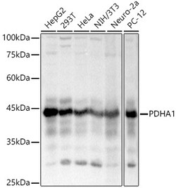 Invitrogen PDHA1 Polyclonal Antibody 100 &mu;L; Unconjugated:Antibodies,