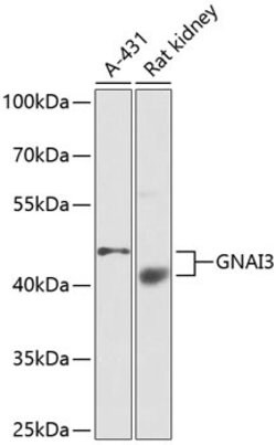 GNAI3 Polyclonal Antibody, Invitrogen 100 &mu;L; Unconjugated:Antibodies,