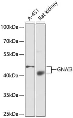 GNAI3 Polyclonal Antibody, Invitrogen 100 &mu;L; Unconjugated:Antibodies,