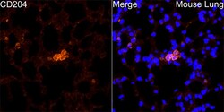 Invitrogen CD204 Polyclonal Antibody 100 &mu;L; Unconjugated:Antibodies,