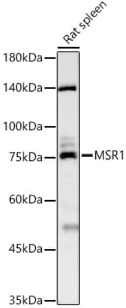Invitrogen CD204 Polyclonal Antibody 100 &mu;L; Unconjugated:Antibodies,
