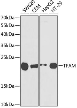 Invitrogen TFAM Polyclonal Antibody 100 &mu;L; Unconjugated:Antibodies,