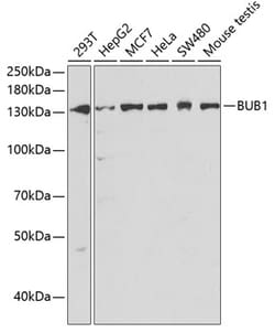 Invitrogen Bub1 Polyclonal Antibody 100 &mu;L; Unconjugated:Antibodies,
