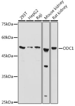 Invitrogen ODC1 Polyclonal Antibody 100 &mu;L; Unconjugated:Antibodies,