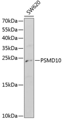 Invitrogen PSMD10 Polyclonal Antibody 100 &mu;L | Buy Online | Invitrogen&trade; | Fisher Scientific