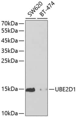 Invitrogen UBE2D1 Polyclonal Antibody 100 &mu;L; Unconjugated:Antibodies,