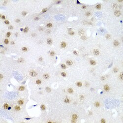 Invitrogen Cdc27 Polyclonal Antibody 100 &mu;L; Unconjugated:Antibodies,