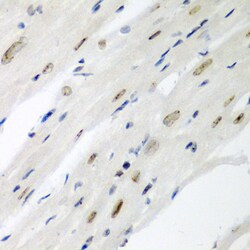 Invitrogen Cdc27 Polyclonal Antibody 100 &mu;L; Unconjugated:Antibodies,