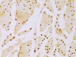 Invitrogen HIST2H2BE Polyclonal Antibody 100 &mu;L; Unconjugated:Antibodies,