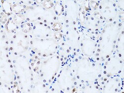 Invitrogen HIST2H2BE Polyclonal Antibody 100 &mu;L; Unconjugated:Antibodies,