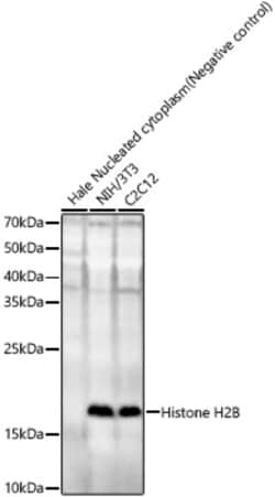 Invitrogen HIST2H2BE Polyclonal Antibody 100 &mu;L; Unconjugated:Antibodies,
