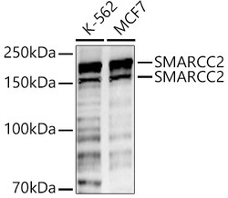 Invitrogen SMARCC2 Polyclonal Antibody 100 &mu;L; Unconjugated:Antibodies,