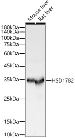 HSD17B2 Polyclonal Antibody:Antibodies, Polyclonal