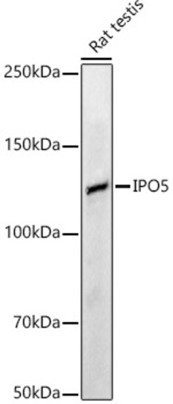 Invitrogen IPO5 Polyclonal Antibody 100 &mu;L; Unconjugated:Antibodies,