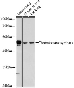 Invitrogen Thromboxane synthase Polyclonal Antibody 100 &mu;L; Unconjugated:Antibodies,