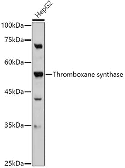 Invitrogen Thromboxane synthase Polyclonal Antibody 100 &mu;L; Unconjugated:Antibodies,