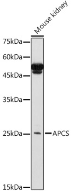 Invitrogen Serum Amyloid P Polyclonal Antibody 100 &mu;L; Unconjugated:Antibodies,