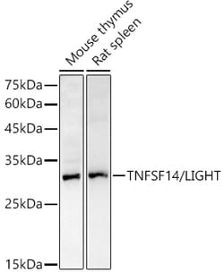 Invitrogen LIGHT Polyclonal Antibody 100 &mu;L; Unconjugated:Antibodies,