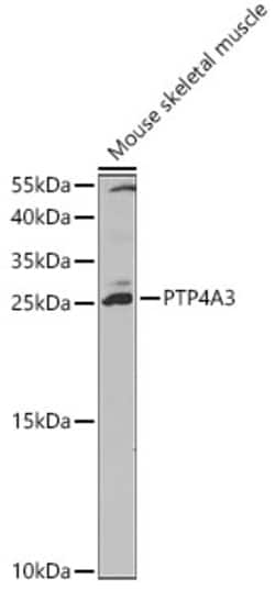Invitrogen PRL3 Polyclonal Antibody 100 &mu;L; Unconjugated:Antibodies,