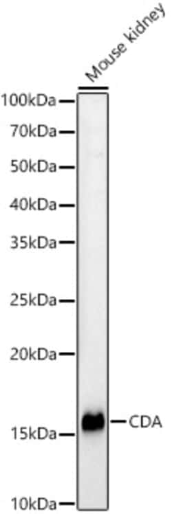 Invitrogen CDA Polyclonal Antibody 100 &mu;L; Unconjugated:Antibodies,