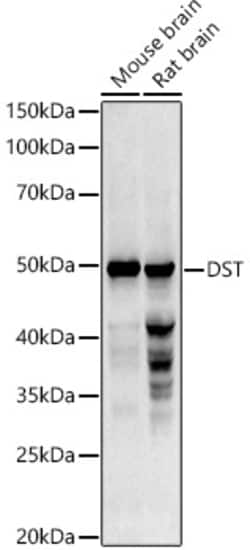 Invitrogen DST Polyclonal Antibody 100 &mu;L; Unconjugated:Antibodies,