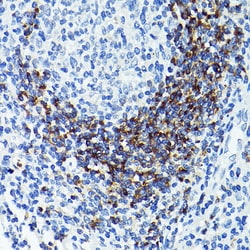 Invitrogen CD79b Polyclonal Antibody 100 &mu;L; Unconjugated:Antibodies,