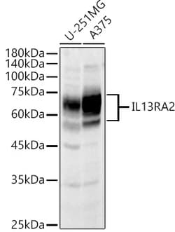 Invitrogen IL13RA2 Polyclonal Antibody 100 &mu;L; Unconjugated:Antibodies,