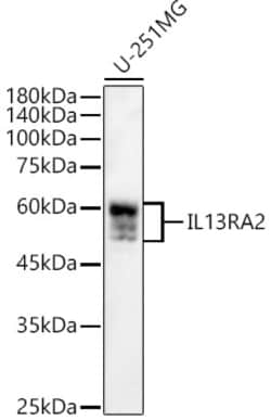 Invitrogen IL13RA2 Polyclonal Antibody 100 &mu;L; Unconjugated:Antibodies,