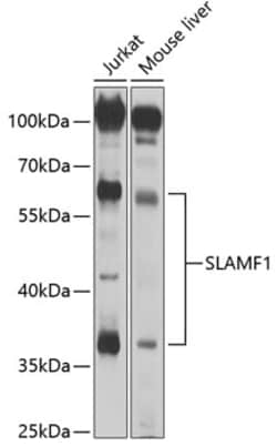 Invitrogen&trade;&nbsp;CD150 Polyclonal Antibody