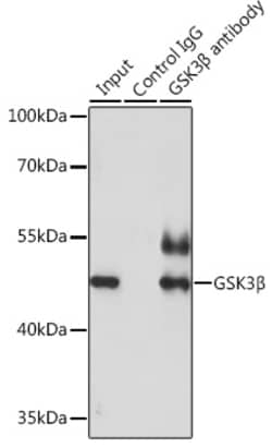 GSK3B Polyclonal Antibody:Antibodies, Polyclonal