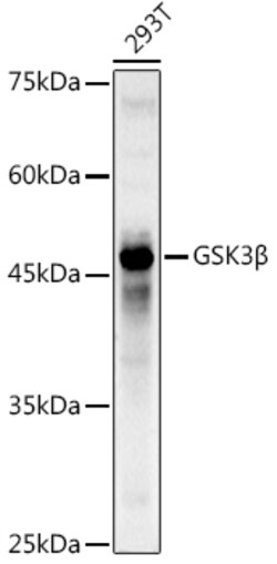 GSK3B Polyclonal Antibody:Antibodies, Polyclonal