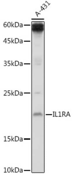 Invitrogen IL1RA Polyclonal Antibody 100 &mu;L | Buy Online | Invitrogen&trade; | Fisher Scientific