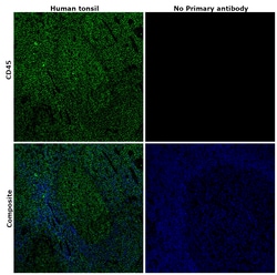 Invitrogen CD45 Polyclonal Antibody 100 &mu;L | Buy Online | Invitrogen&trade; | Fisher Scientific