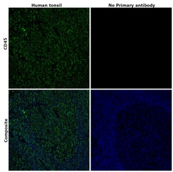 Invitrogen CD45 Polyclonal Antibody 100 &mu;L | Buy Online | Invitrogen&trade; | Fisher Scientific