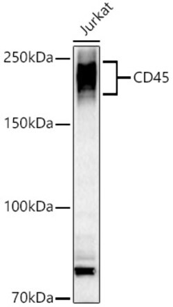 Invitrogen CD45 Polyclonal Antibody 100 &mu;L | Buy Online | Invitrogen&trade; | Fisher Scientific