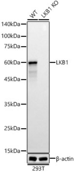 Invitrogen LKB1 Polyclonal Antibody 100 &mu;L; Unconjugated:Antibodies,