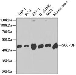 Invitrogen SCCPDH Polyclonal Antibody 100 &mu;L; Unconjugated:Antibodies,