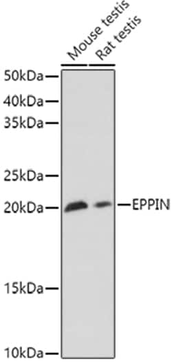 Invitrogen SPINLW1 Polyclonal Antibody 100 &mu;L; Unconjugated:Antibodies,