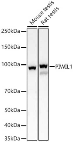 PIWIL1 Polyclonal Antibody:Antibodies, Polyclonal