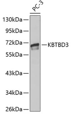 Invitrogen KBTBD3 Polyclonal Antibody 100 &mu;L; Unconjugated:Antibodies,