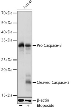 Invitrogen Caspase 3 Polyclonal Antibody 100 &mu;L; Unconjugated:Antibodies,