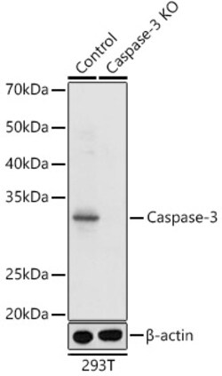 Invitrogen Caspase 3 Polyclonal Antibody 100 &mu;L; Unconjugated:Antibodies,