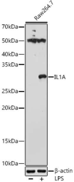 Invitrogen IL-1 alpha Polyclonal Antibody 100 &mu;L | Buy Online | Invitrogen&trade; | Fisher Scientific